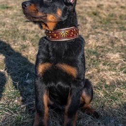 Beauceron Puppies from Beaucerons Des Vents