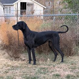 Maggie - Great Dane