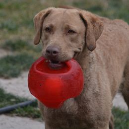 Chesapeake Bay Retriever All Grown Up from Pond Hollow Chesapeakes