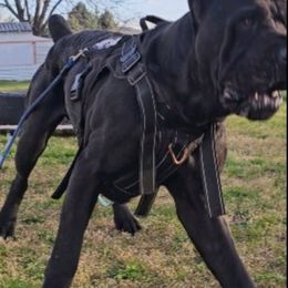 Cane Corso All Grown Up from Bane's Legacy Cane Corso