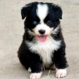 Lemon - Blue merle male Miniature Australian Shepherd puppy in Iola, Texas from MK Aussies