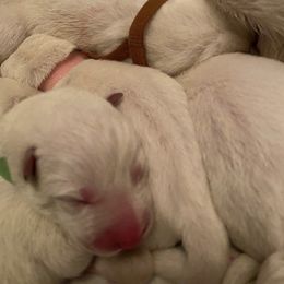 Girl 3 - White female German Shepherd puppy in Camarillo, California from Robert's White German Shepherds