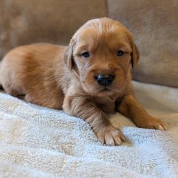 Golden Retriever Puppies from Chrysus Spirit Goldens