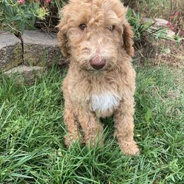 Poodle Puppies from Rocky Mountain Poodles
