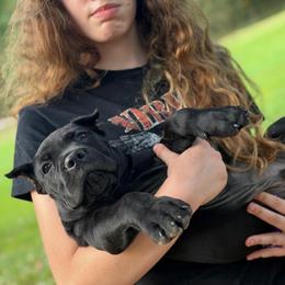 Swaggers - Black male Cane Corso puppy in Opelousas, Louisiana from Azelees Cane Corso