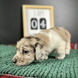 Dachshund Puppies from Queen of Weens Dachshunds