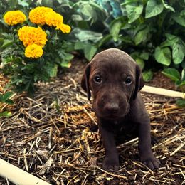 German Shorthaired Pointer Puppies from Justin Anderson