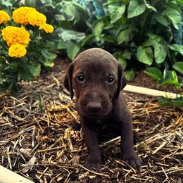German Shorthaired Pointer Puppies from Justin Anderson