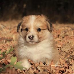 Fluffy - Red male Pembroke Welsh Corgi puppy in Williams, California from Bear Creek Corgis