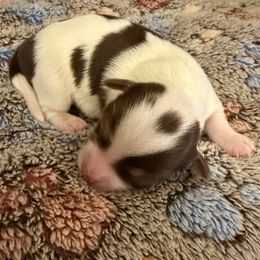 Spot - Chocolate and white male Chihuahua puppy in Drumright, Oklahoma from Fancy Pants Chihuahua’s