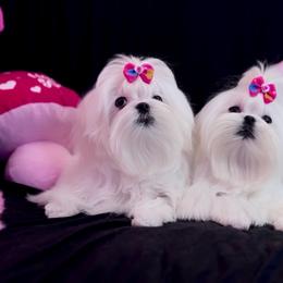 Girl 2 - White female Maltese puppy in Arab, Alabama from Always Maltese