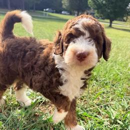 Harry Potter with training - Tri-color male Bernedoodle puppy in Boonville, North Carolina from Doods & Dolls