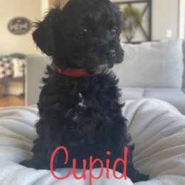 Yorkipoo Puppies from Bossman Yorkipoos