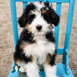 Rebel - Black tri-color male Aussiedoodle puppy in Lancaster, Minnesota from Wilson Cattle Co.