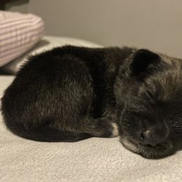 Pomsky Puppies from Urban Sky Kennel