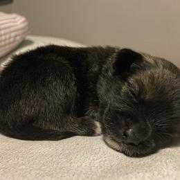 Pomsky Puppies from Urban Sky Kennel