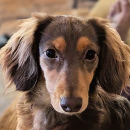 Benjen - Dachshund