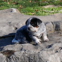 Cupid - Blue male Australian Cattle Dog puppy in Buffalo Valley, Tennessee from Buffalo Valley Breeders