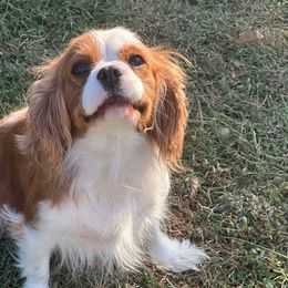 Everest - Cavalier King Charles Spaniel