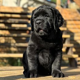 Labrador Retrievers from Kamrose Labradors