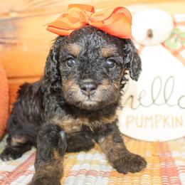 Darla - Phantom female Goldendoodle puppy in Antlers, Oklahoma from Rocking H