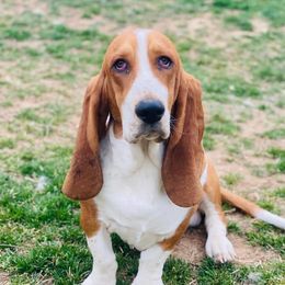 Chase - Basset Hound