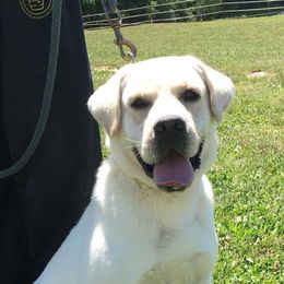 Labrador Retrievers from SKI Labradors