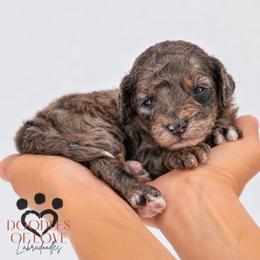 Beau - Merle male Labradoodle puppy in Travelers Rest, South Carolina from Doodles of Love Labradoodles