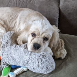 Cocker Spaniels from Rebecca Saling