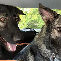 Shiloh Shepherds from Shoreline Shilohs