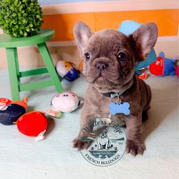 Bonnie - Blue female French Bulldog puppy in Strunk, Kentucky from Waters Edge French Bulldogs LLC