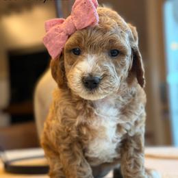 K-Golden Girl - Red  female Goldendoodle puppy in Lewisville, Texas from Texas Goldendoodle Lovers