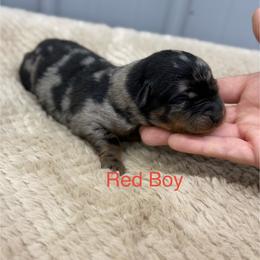 Red Boy - Harlequin male Beauceron puppy in Floyd’s Knobs, Indiana from Birdwing Beaucerons