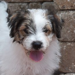 Paige Boy 4 - White and tan male Russell Terrier puppy in Middletown, Virginia from DBF Russell Terriers