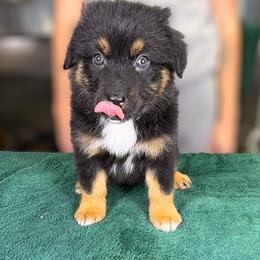 Cranberry (pink) - Black tri-color female Australian Shepherd puppy in Falmouth, Kentucky from Queen City Farm