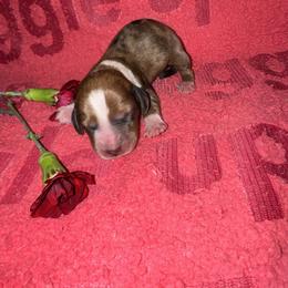 AKC Fabio - Dapple male Dachshund puppy in Knoxville, Tennessee from Thea's Puppies