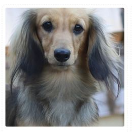 MUSHU - Dachshund