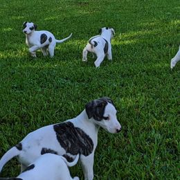 Whippet Puppies from Copestone Whippets