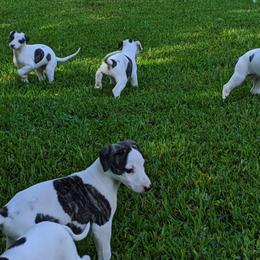 Whippet Puppies from Copestone Whippets