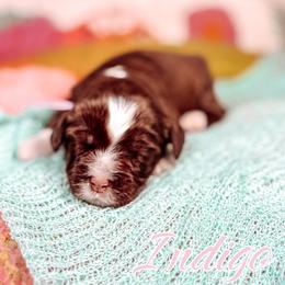Indigo - Chocolate female Australian Labradoodle puppy in Decatur, Alabama from Southern Meadows Doodles