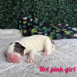 Hot pink girl - Merle female Bernedoodle puppy in Modesto, California from Two Doods Doodles