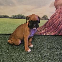 Boxer Puppies from Puppy Patch
