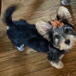 Assorted Doodle Crosses, Double Doodle, Maltipoo, Morkie, and Yorkipoo Puppies from Danza Bolo