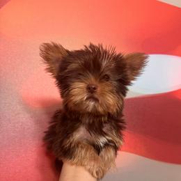 Ace - Chocolate and tan male Yorkshire Terrier puppy in Flowood, Mississippi from Prissy PawPals