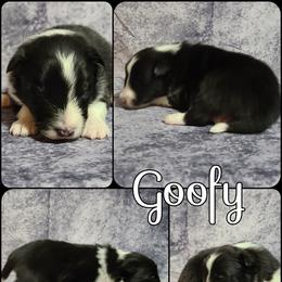 Shetland Sheepdog Puppies from Henotic Homestead's Shetland Sheepdogs