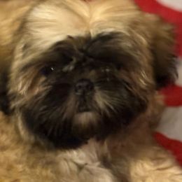 Shih Tzu Puppies from Shih-tzu Dynasty