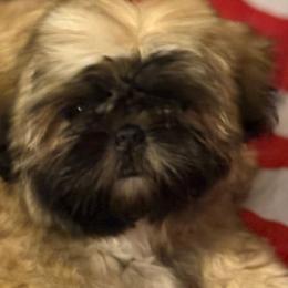 Shih Tzu Puppies from Shih-tzu Dynasty