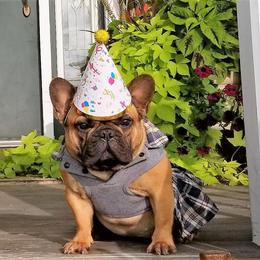 French Bulldog Puppies from Legend French Bulldogs
