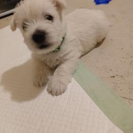 West Highland White Terrier Puppies from Wagglesworth Westies