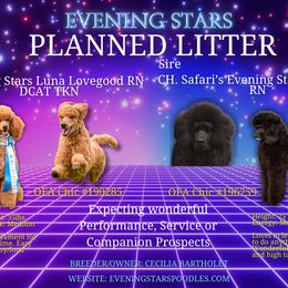 Poodle puppies from Evening Stars Poodles